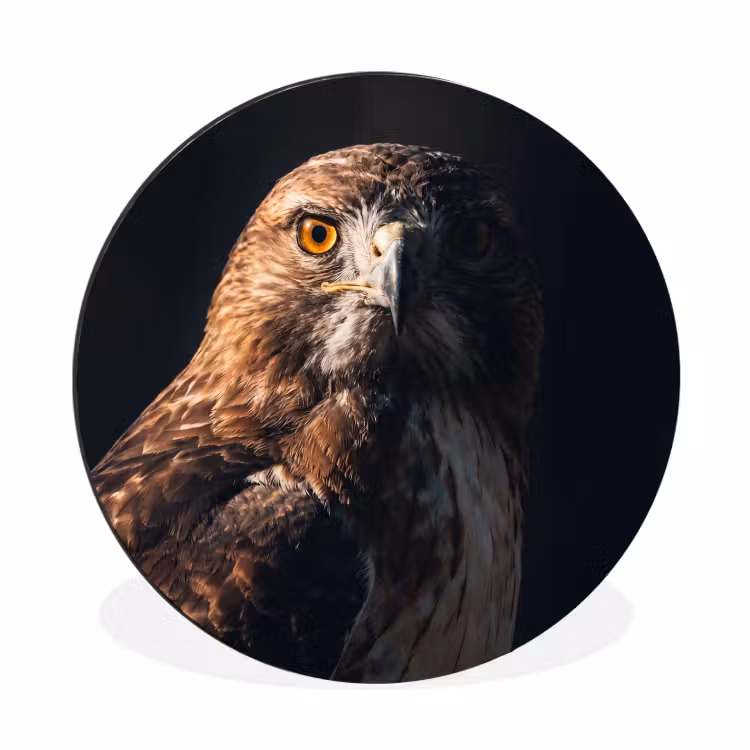 Roofvogel - Buizerd - Bruin Wandcirkel aluminium klein -3d