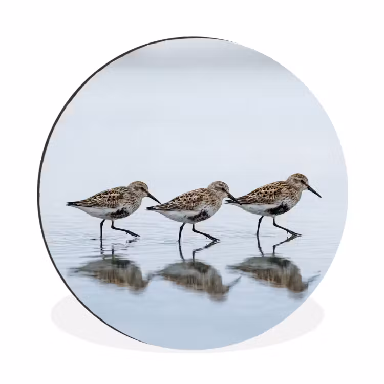 Vogels - Water - Grijs Wandcirkel aluminium klein -3d