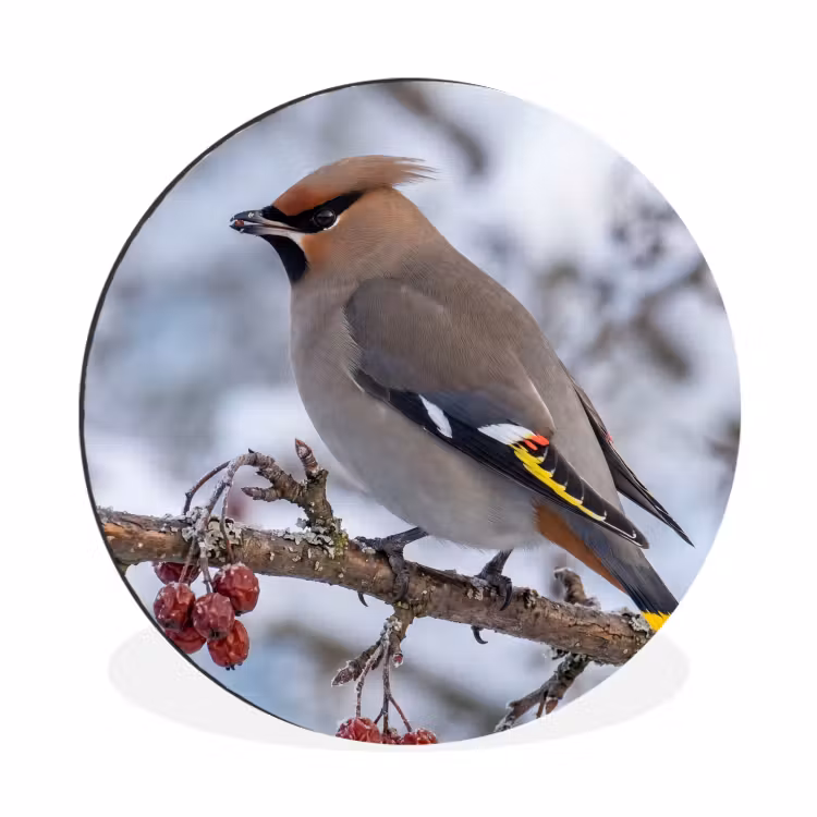 Pestvogel - Bessen - Winter - Natuur Wandcirkel aluminium klein -3d