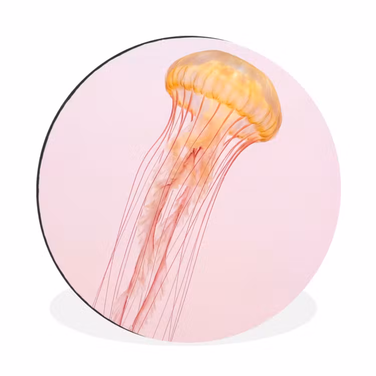Sierlijk - Kwal - Roze Wandcirkel aluminium klein -3d