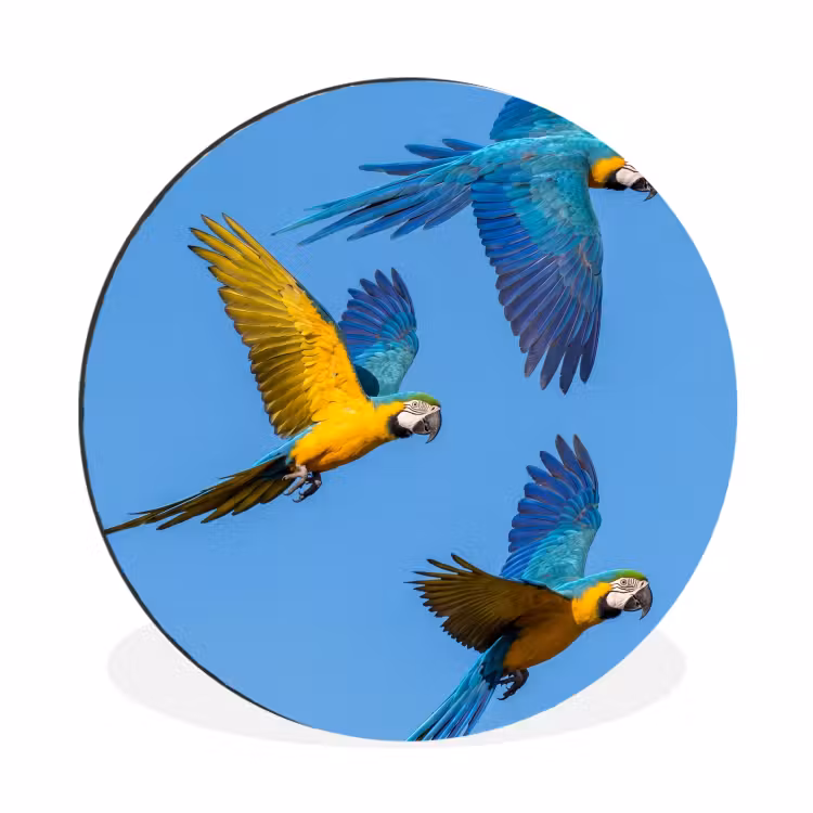Papagaai - Vliegen - Blauw - Geel Wandcirkel aluminium klein -3d