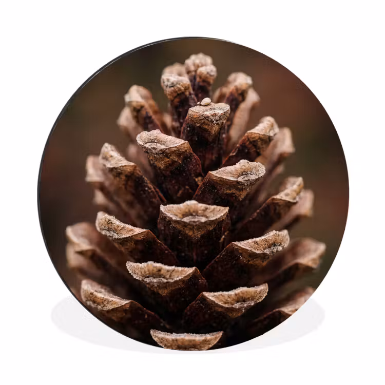 Dennenappel - Bos - Herfst - Bruin - Sfeervol Wandcirkel aluminium klein -3d