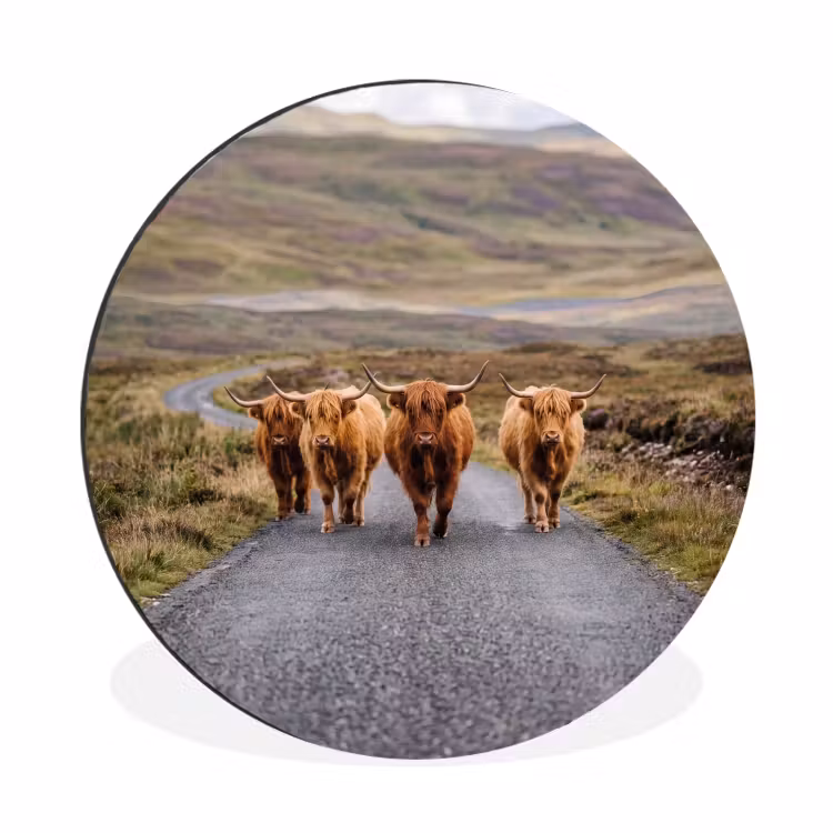Schotse Hooglanders - Weg - Landschap - Kudde Wandcirkel aluminium klein -3d