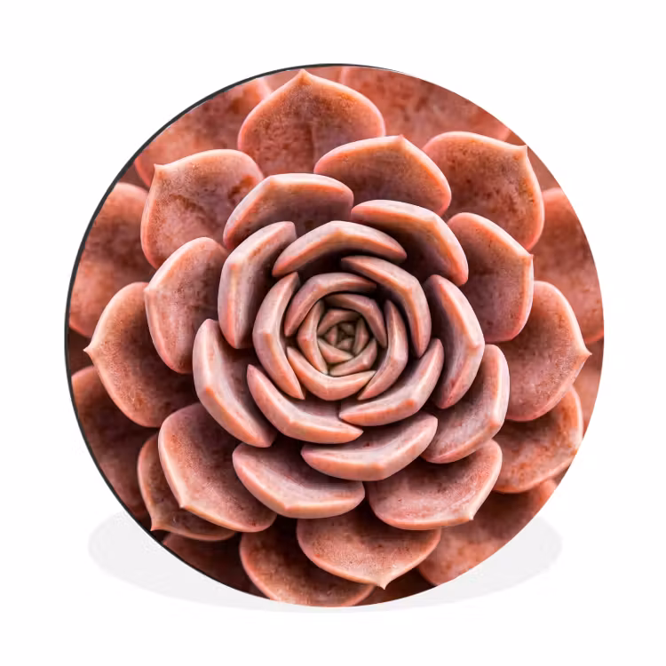Vetplant - Organisch - Roze Wandcirkel aluminium klein -3d