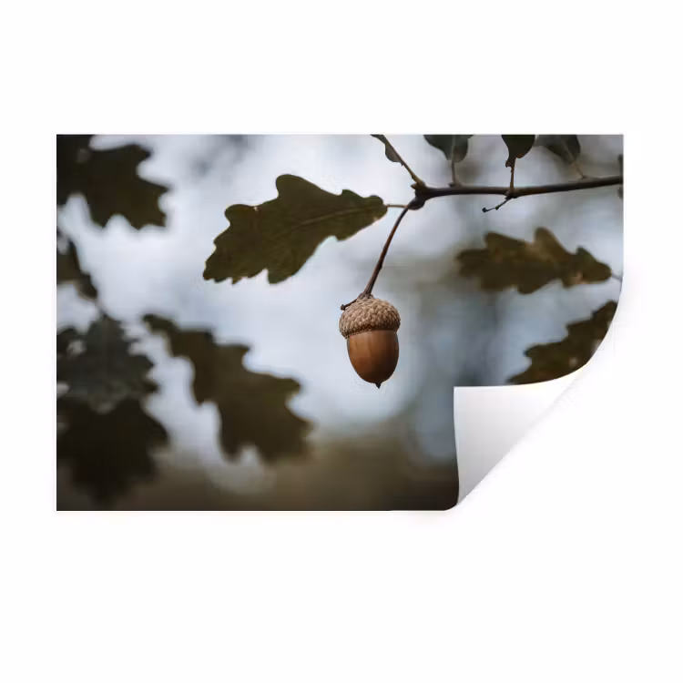Eikel - Eikenblad - Bos - Herfst - Natuur Muursticker klein -3d