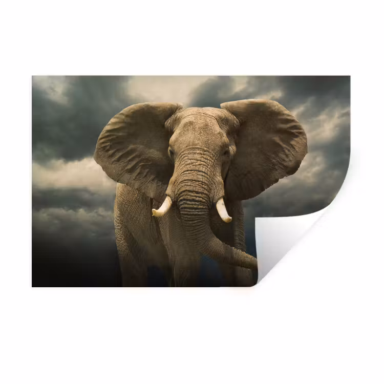 Afrikaanse olifant tegen de donkere wolken Muursticker klein -3d