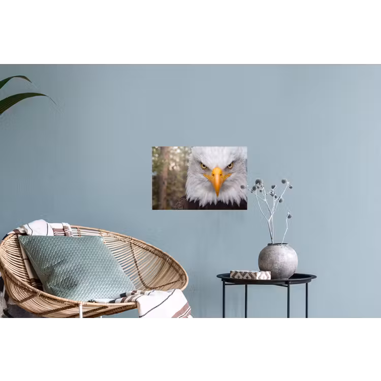 Amerikaans - Zeearend - Portret - Geel Muursticker klein -plant