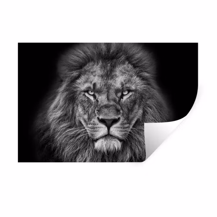 Dieren - Leeuw - Zwart - Wit - Portret Muursticker klein -3d