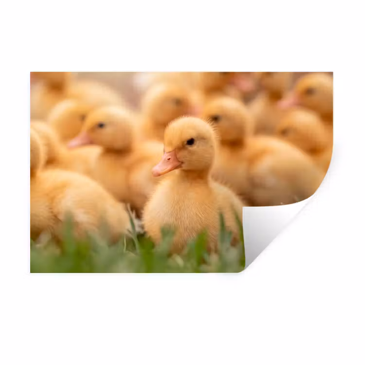 Pijltje - Eend - Natuur - Geel Muursticker klein -3d