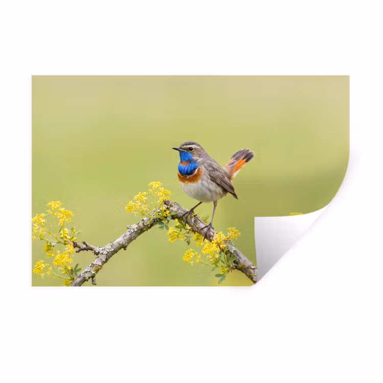 Vogel - Tak - Natuur - Kleurrijk Muursticker klein -3d