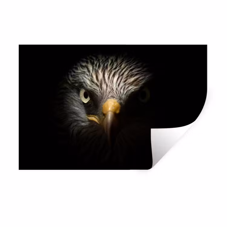 Vogel - Adelaar - Roofvogels - Oog - Snavel - Licht Muursticker klein -3d