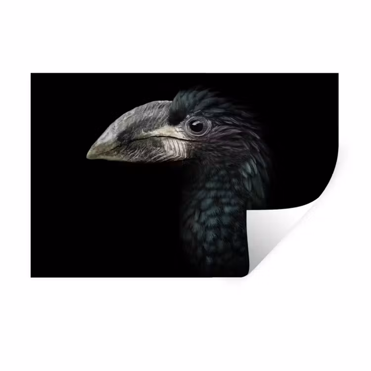 Vogel - Portret - Neushoornvogel - Zwart - Dieren Muursticker klein -3d