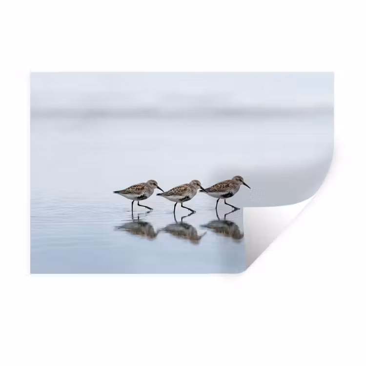 Vogels - Water - Grijs Muursticker klein -3d
