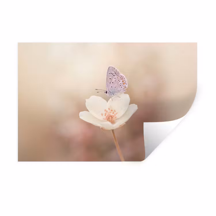 Vlinder - Bloem - Blauw Muursticker klein -3d