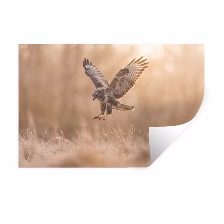 Buizerd - Roofvogel - Natuur - Bruin Muursticker klein -3d