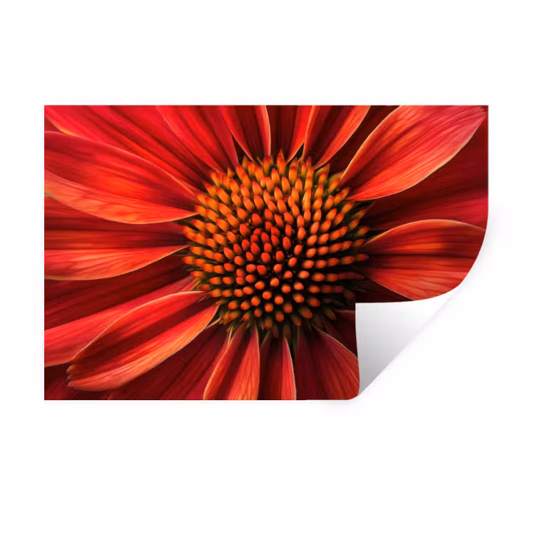 Close up - Bloem- Rood Muursticker klein -3d