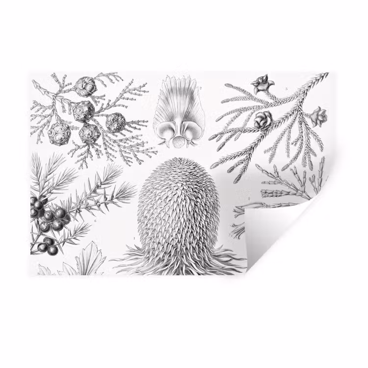 Tuinposter zwart wit - Ernst Haeckel - Kunst - Retro - Tuin Muursticker klein -3d