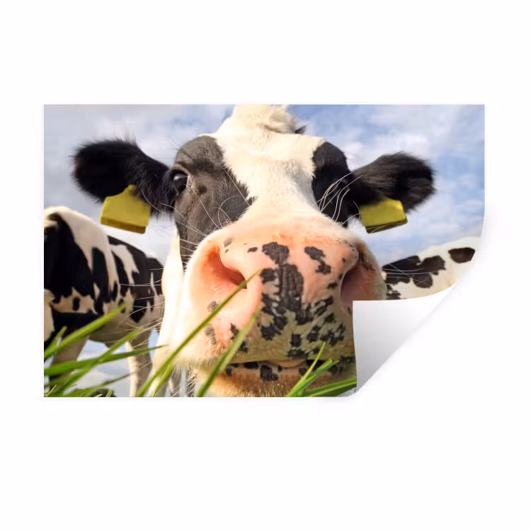 Koe - Boerderij - Gras - Dieren Muursticker klein -3d