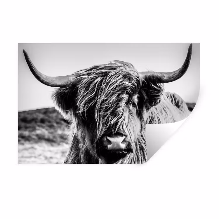 Koe - Schotse hooglander - Zwart - Wit - Dier - Natuur - Wild Muursticker klein -3d