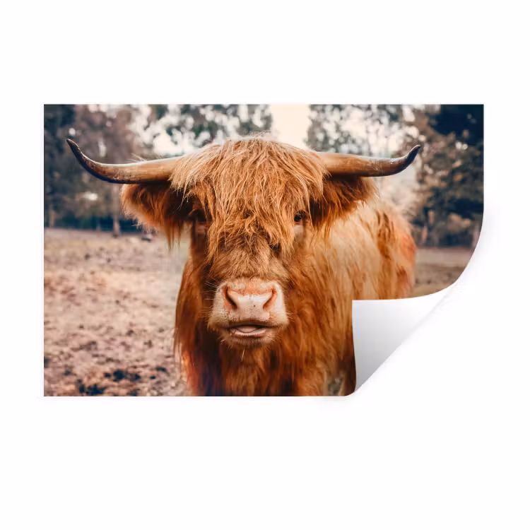 Koe- Schotse hooglander - Hoorns - Bruin - Landschap Muursticker klein -3d