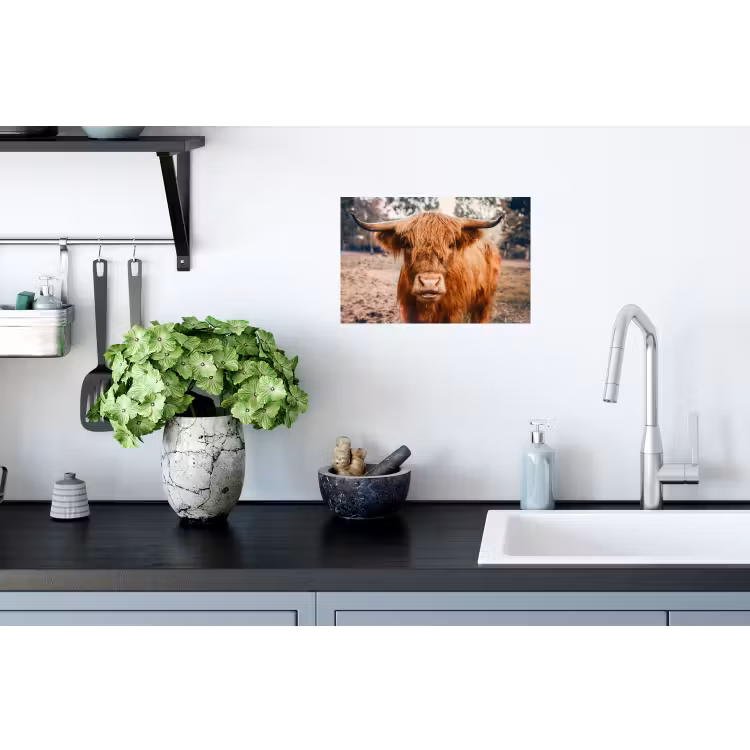 Koe- Schotse hooglander - Hoorns - Bruin - Landschap Muursticker klein -keuken
