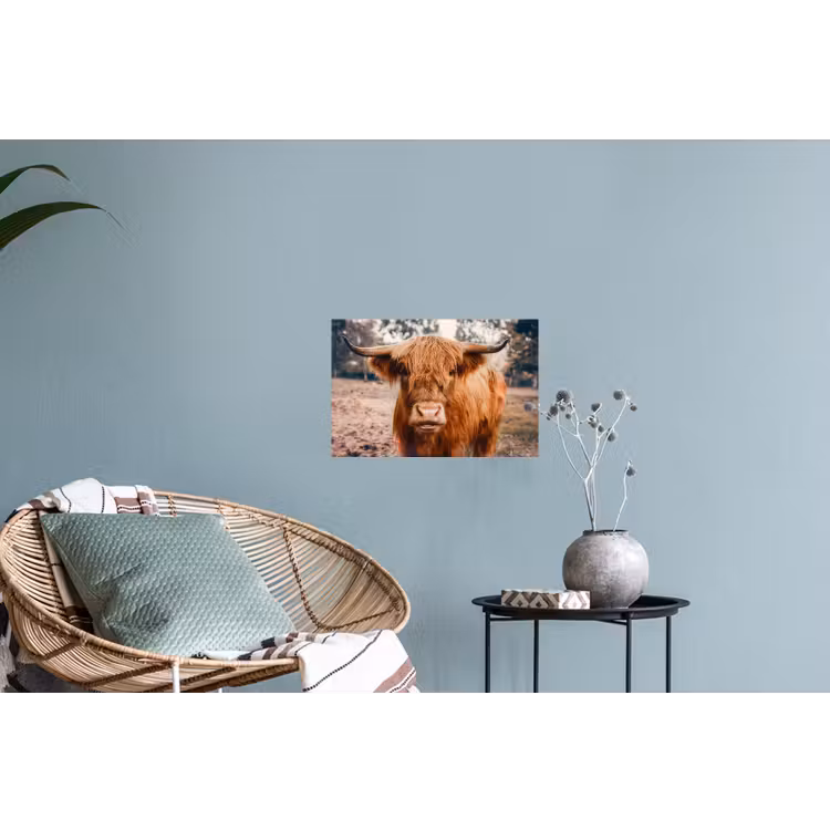 Koe- Schotse hooglander - Hoorns - Bruin - Landschap Muursticker klein -plant
