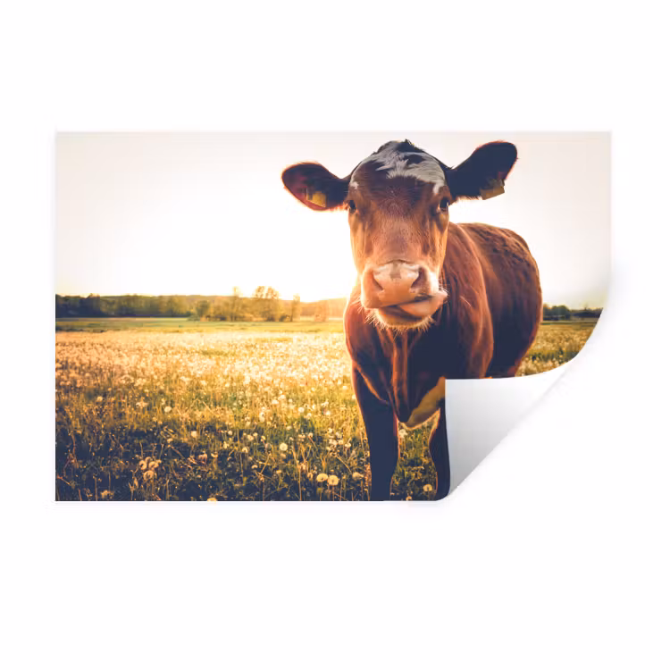 Koe - Zonsondergang - Bloemen - Gras - Dieren Muursticker klein -3d