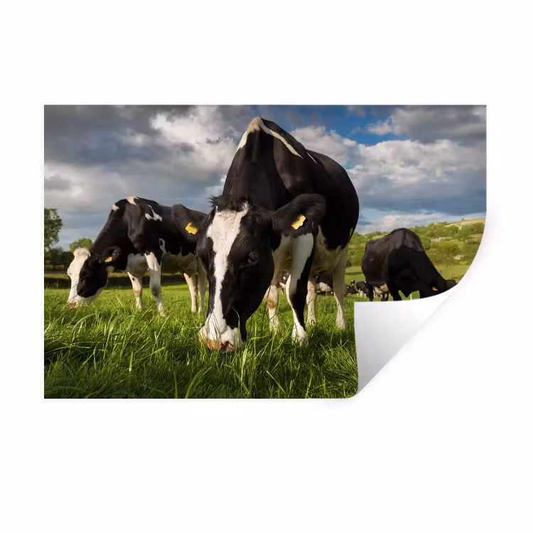 Koeien - Dieren - Gras - Weiland - Boerderij Muursticker klein -3d