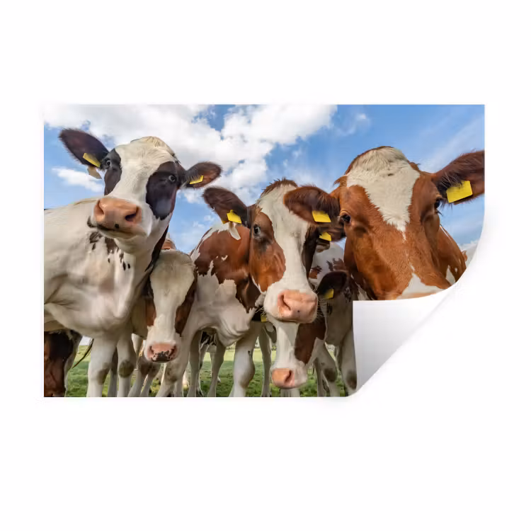 Koeien - Dieren - Weiland - Natuur Muursticker klein -3d
