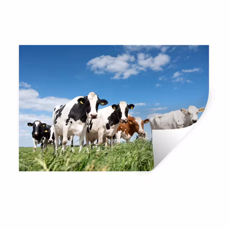 Koeien - Platteland - Weiland - Natuur - Dieren Muursticker klein -3d