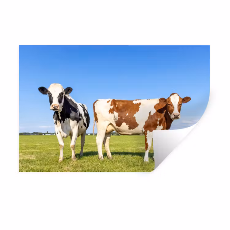 Koeien - Boerderij - Gras- Natuur - Dieren Muursticker klein -3d
