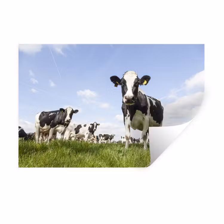 Koeien - Gras - Dieren - Zon - Boerderij Muursticker klein -3d