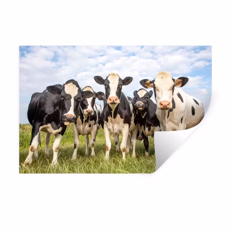 Koeien - Weiland - Dieren - Natuur - Gras Muursticker klein -3d