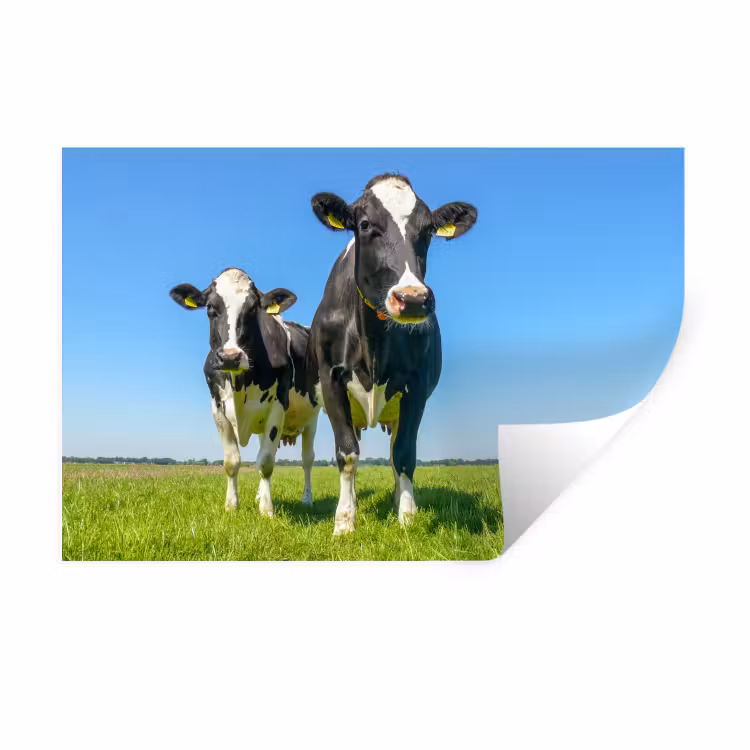 Koeien - Weiland - Gras - Dieren - Boerderij Muursticker klein -3d