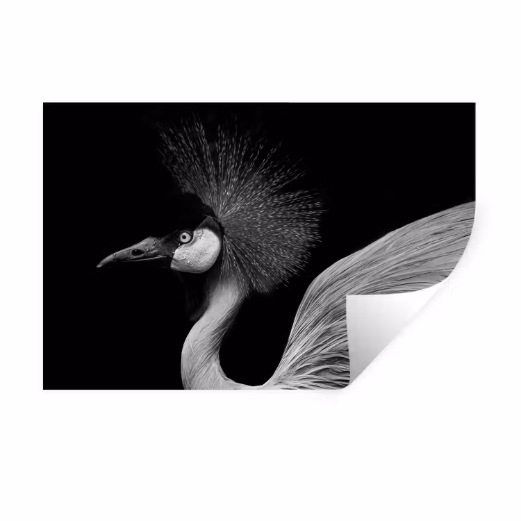 Kraanvogel - Zwart - Wit - Vogel - Dieren Muursticker klein -3d