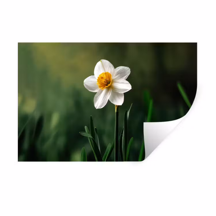 Narcis - Bloem - Wit - Grassprieten Muursticker klein -3d