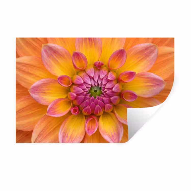 Dahlia - Bloem - Oranje Muursticker klein -3d
