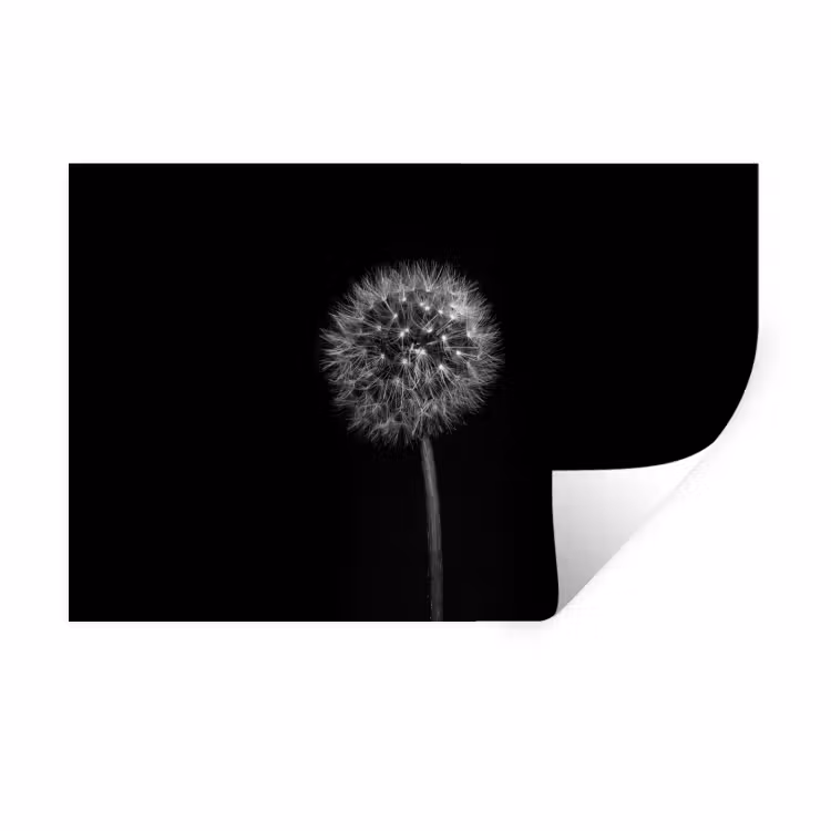 Paardenbloem - Zwart - Bloemen - Botanisch Muursticker klein -3d