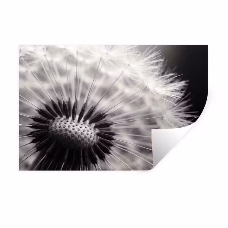 Paardenbloem - Zwart - Wit Muursticker klein -3d