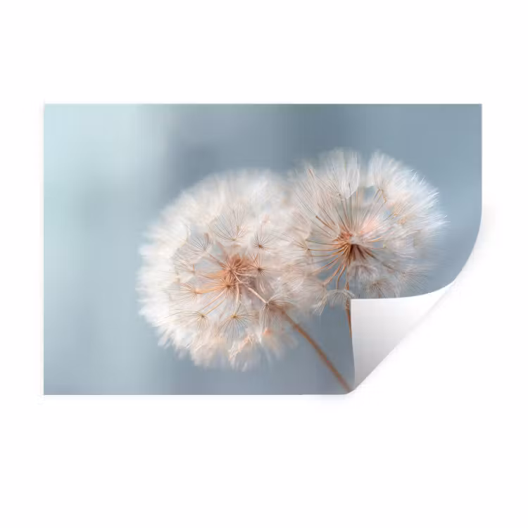 Paardenbloemen - Pluisjes - Wit Muursticker klein -3d