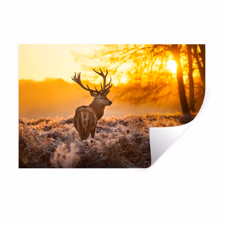 Hert - Dieren - Zonsondergang - Winter - Heide - Natuur Muursticker klein -3d