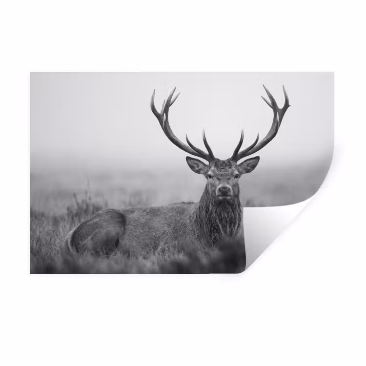 Hert - Mistig - Zwart - Wit Muursticker klein -3d