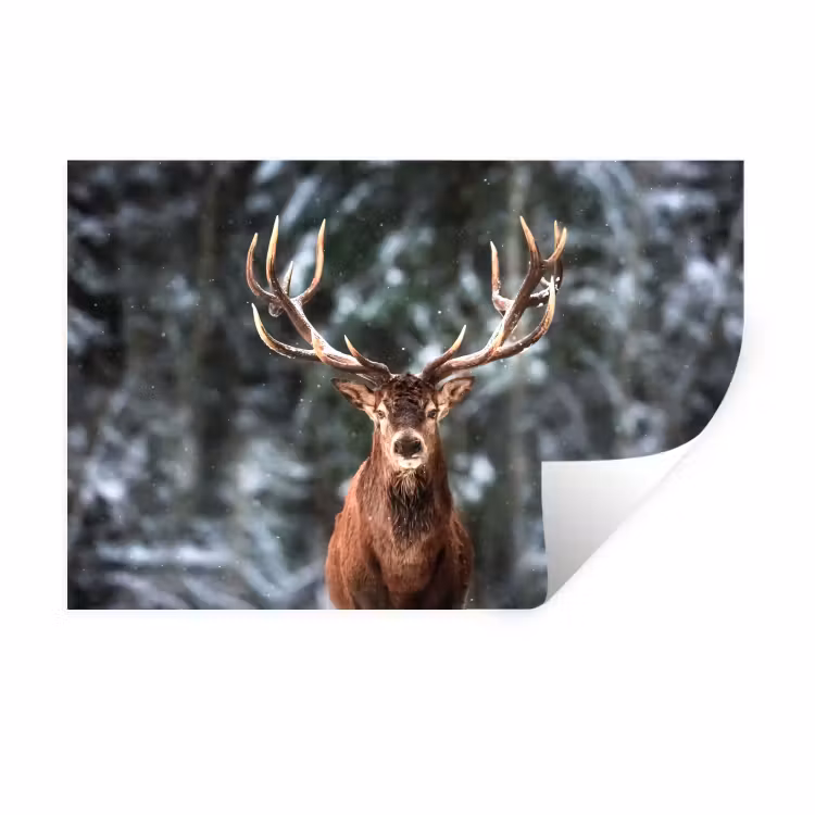 Hert - Winter - Sneeuw - Bos - Natuur - Dier Muursticker klein -3d