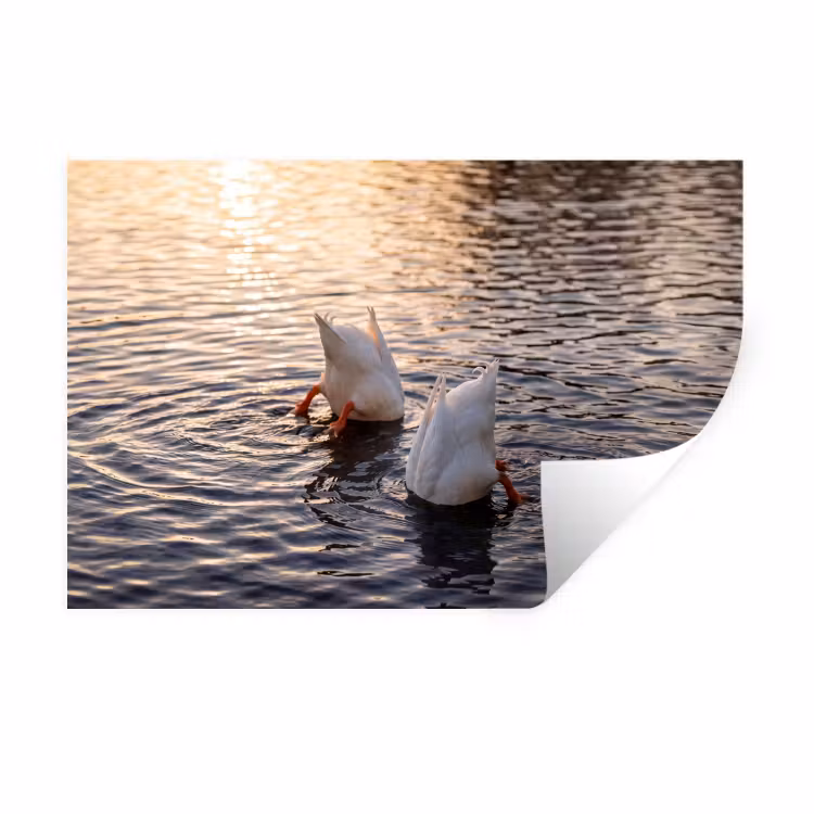 Eenden - Water - Natuur Muursticker klein -3d