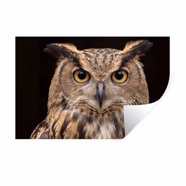 Oehoe - Uil - Portret - Bruin Muursticker klein -3d