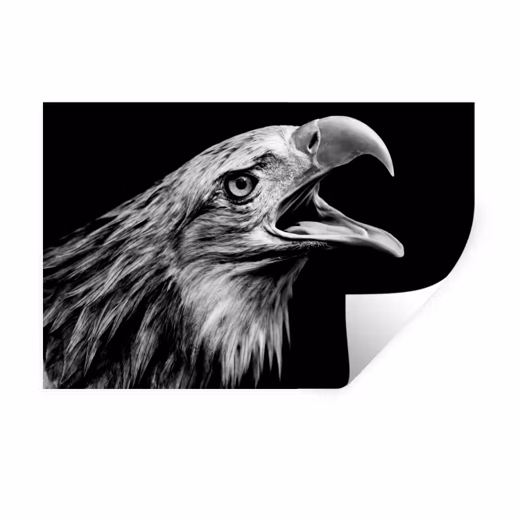 Adelaar - Portret - Roofvogels - Zwart - Wit - Vogel Muursticker klein -3d