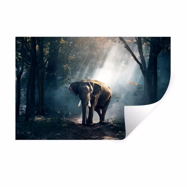 Olifant - Dieren - Licht - Bos - Natuur - Wilde dieren Muursticker klein -3d