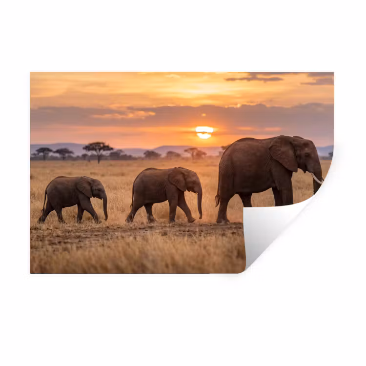 Olifanten - Savanne - Zonsondergang - Afrika - Warm Muursticker klein -3d