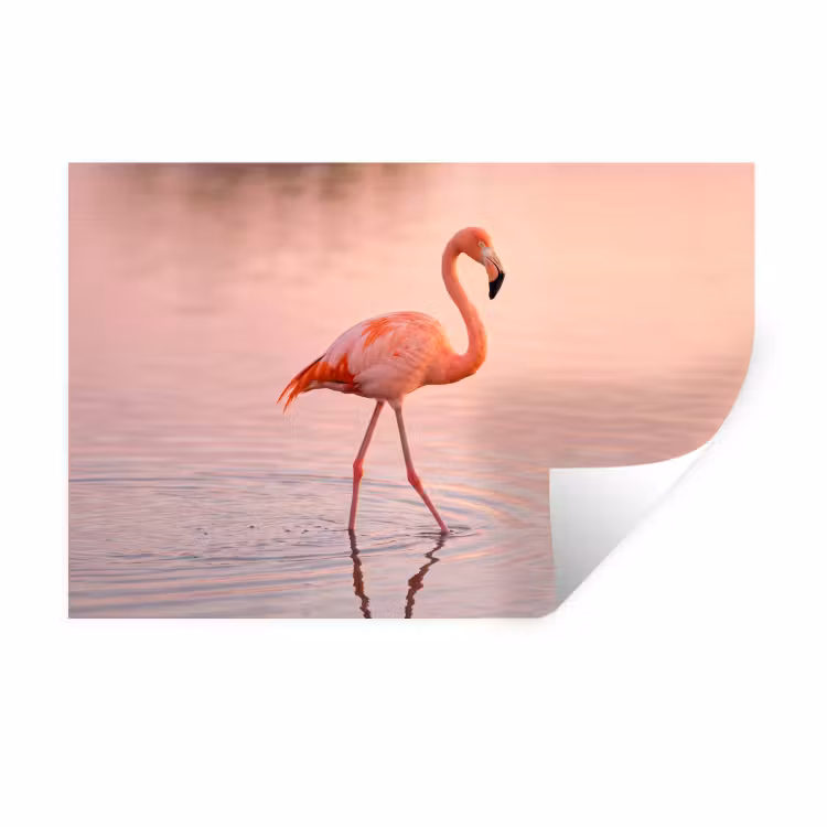 Flamingo - Water - Roze Muursticker klein -3d
