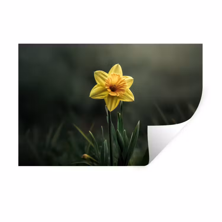 Bloem - Narcis - Gras - Geel Muursticker klein -3d
